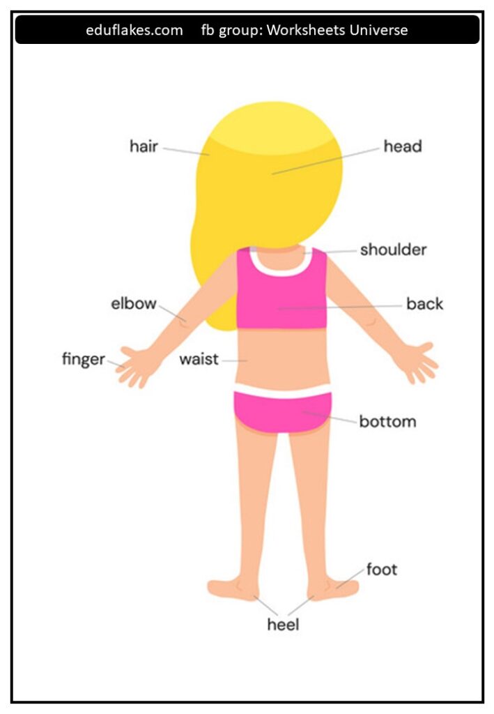 Kindergarten My Body Parts Worksheets - Eduflakes