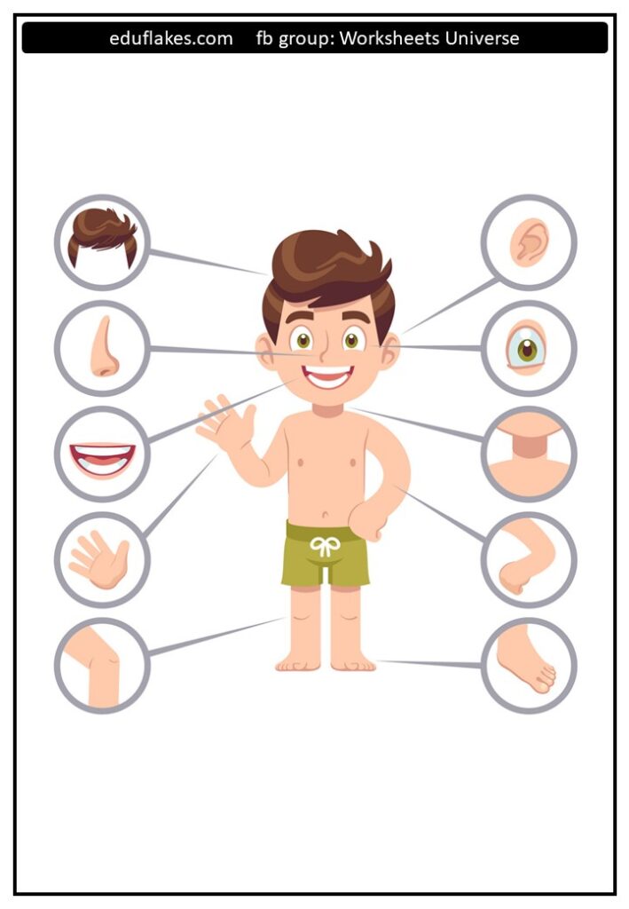 Kindergarten My body parts worksheets - eduflakes